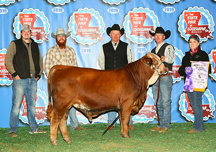 Show Ring | Braford Cattle | Rock Crest Ranch | Athens, Texas