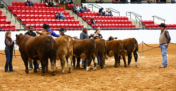 Show Ring | Braford Cattle | Rock Crest Ranch | Athens, Texas